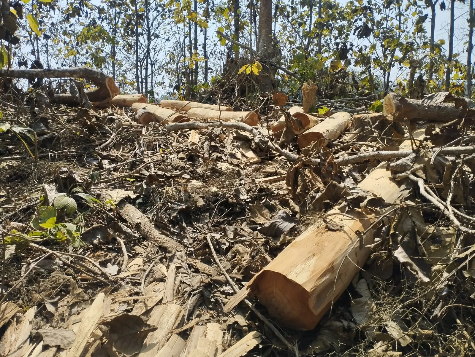রাঙামাটিতে বন ফরেষ্ট রেইঞ্জার মামুনুর রহমানের অভিযোগের পাহাড়