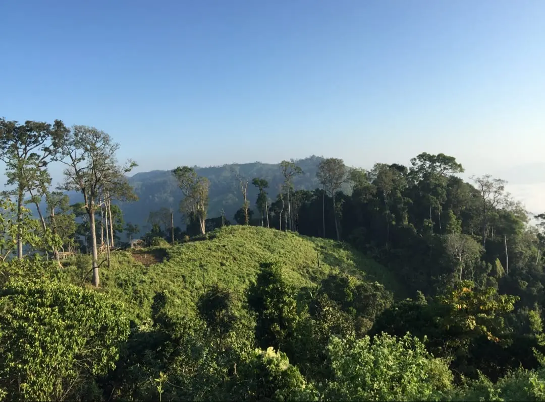 অনিয়ম-দুর্নীতির আখড়া বান্দরবান বন বিভাগ!